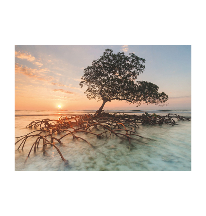 Productvisuals_Puzzels-Heye-Red-Mangrove-2-1
